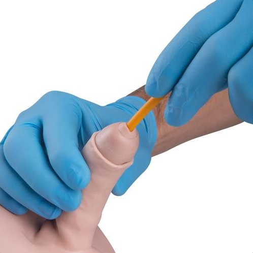 Modele zabiegowe 3B Scientific P93B-M