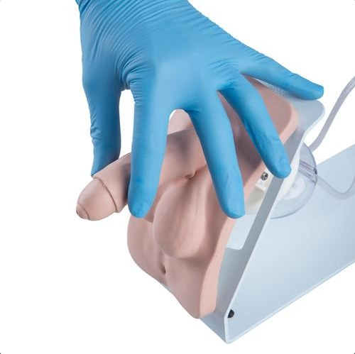 Modele zabiegowe 3B Scientific P93B-M