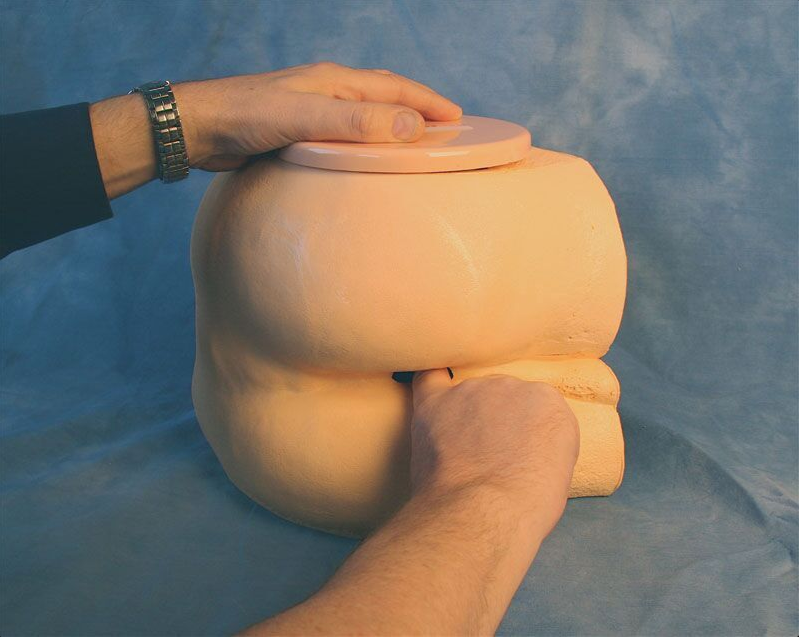 Modele zabiegowe 3B Scientific R10081