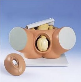 Modele zabiegowe 3B Scientific VG395