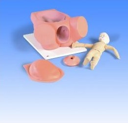 Modele zabiegowe 3B Scientific VG395