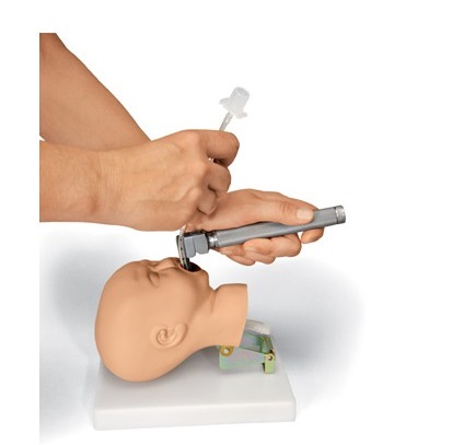 Modele zabiegowe 3B Scientific W19008