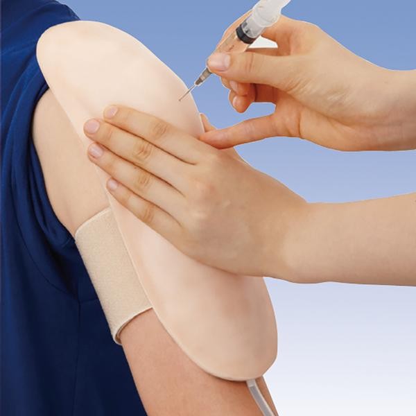 Modele zabiegowe 3B Scientific W30502/1