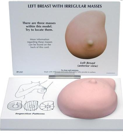 Modele zabiegowe 3B Scientific W33385