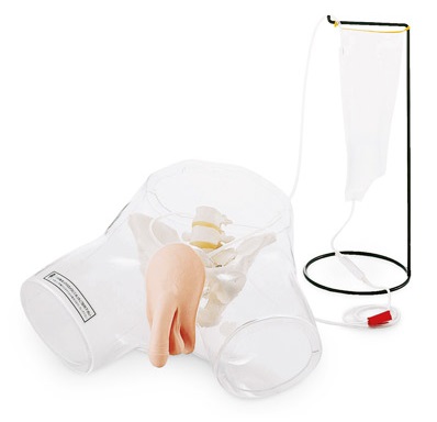 Modele zabiegowe 3B Scientific W43028M