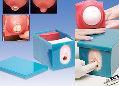 Modele zabiegowe 3B Scientific W43045