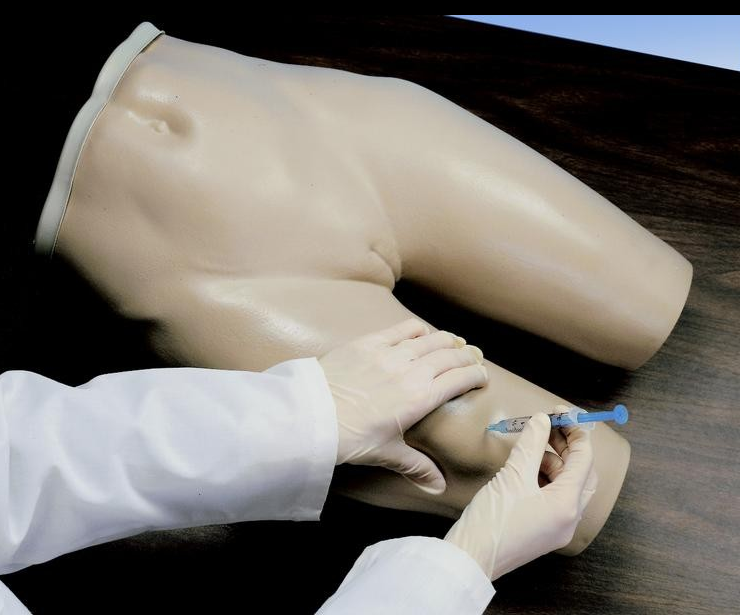 Modele zabiegowe 3B Scientific W44004