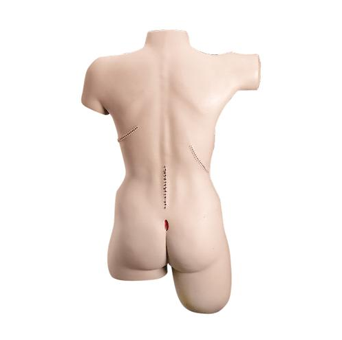 Modele zabiegowe 3B Scientific W44008