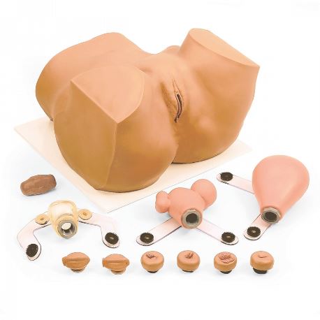 Modele zabiegowe 3B Scientific W44535