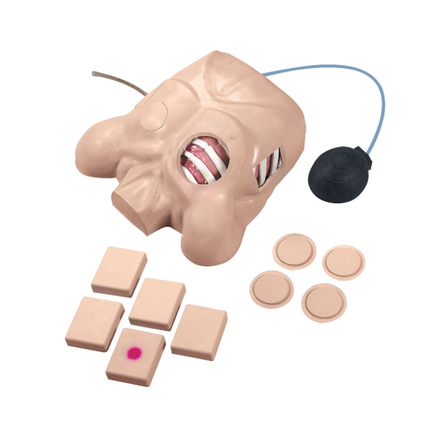 Modele zabiegowe 3B Scientific W44673