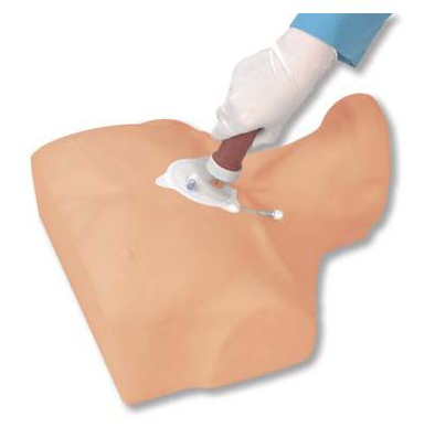 Modele zabiegowe 3B Scientific W44772