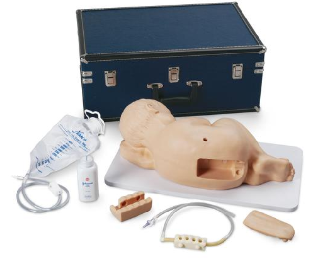 Modele zabiegowe 3B Scientific W44781