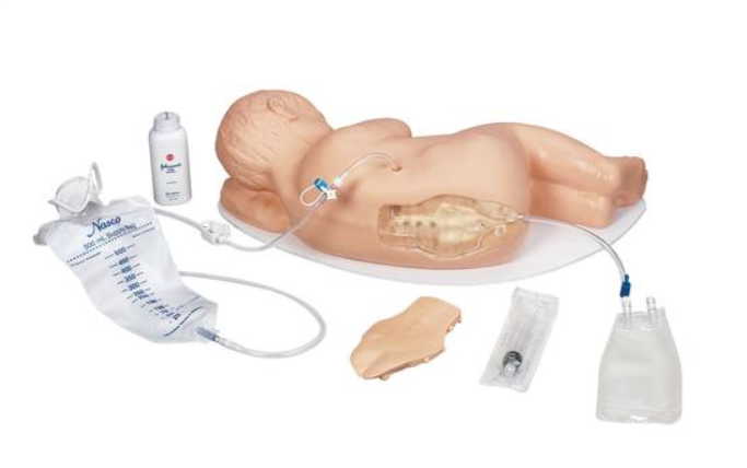 Modele zabiegowe 3B Scientific W44781