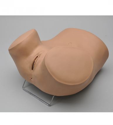 Modele zabiegowe 3B Scientific W45043