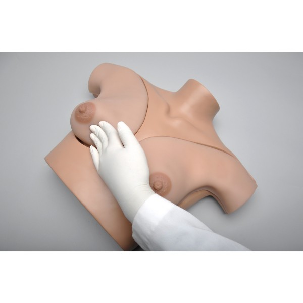 Modele zabiegowe 3B Scientific W45105