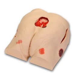 Modele zabiegowe 3B Scientific W46500/1