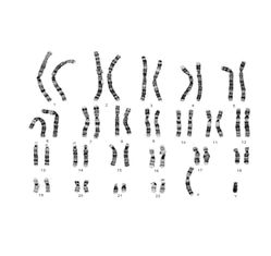 Oprogramowanie mikroskopowe LEICA CytoVision