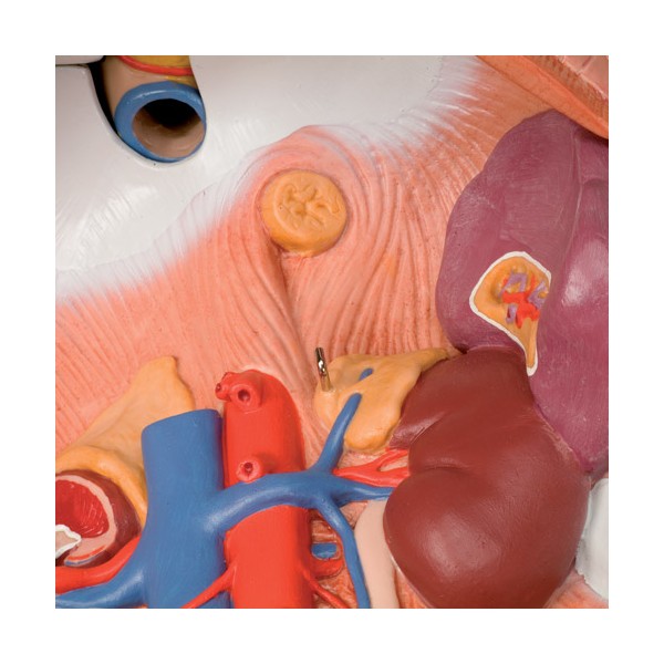 Organy i narządy 3B Scientific B09