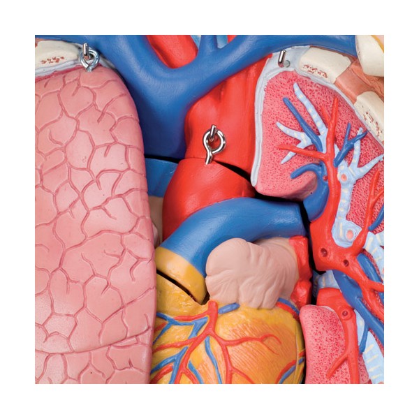 Organy i narządy 3B Scientific B09