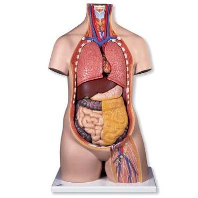 Organy i narządy 3B Scientific B09/1