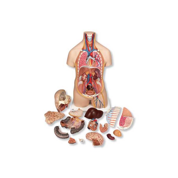 Organy i narządy 3B Scientific B11