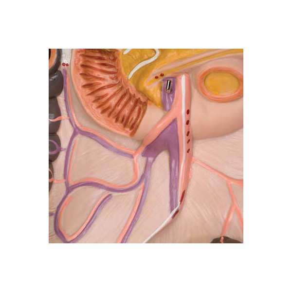 Organy i narządy 3B Scientific B11