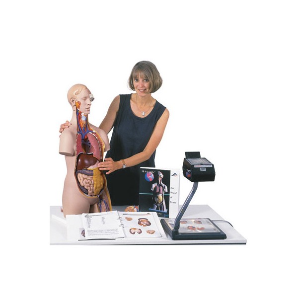 Organy i narządy 3B Scientific B13