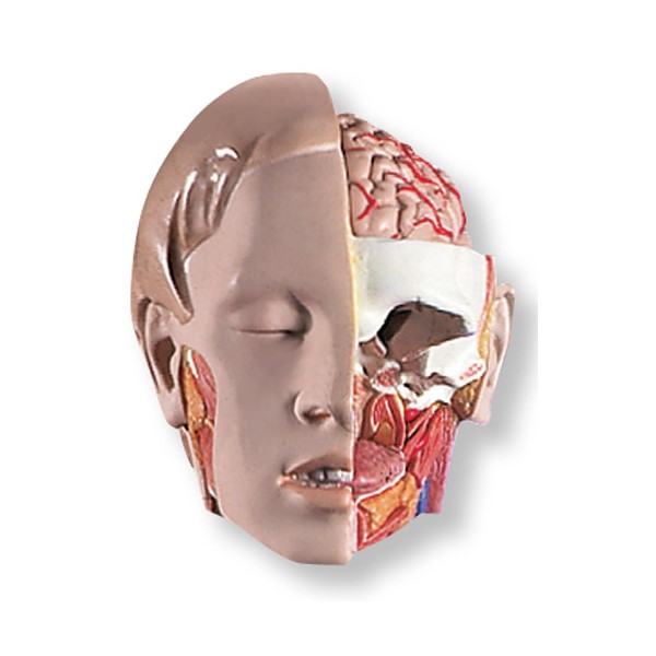 Organy i narządy 3B Scientific B19