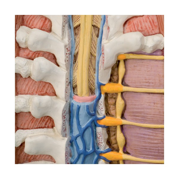 Organy i narządy 3B Scientific B19