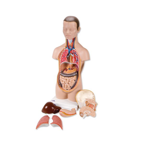 Organy i narządy 3B Scientific B22