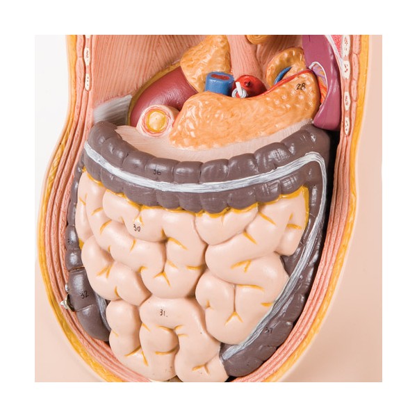 Organy i narządy 3B Scientific B22