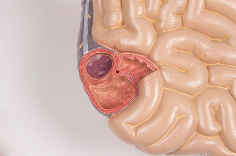 Organy i narządy 3B Scientific B235