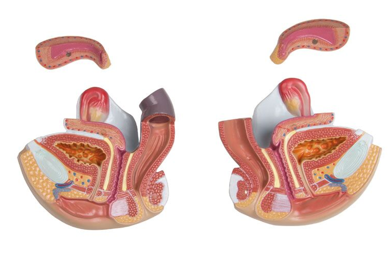 Organy i narządy 3B Scientific B235