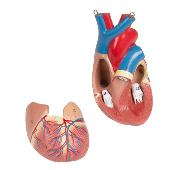 Organy i narządy 3B Scientific B235
