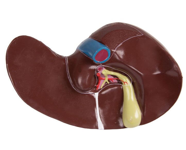 Organy i narządy 3B Scientific B235