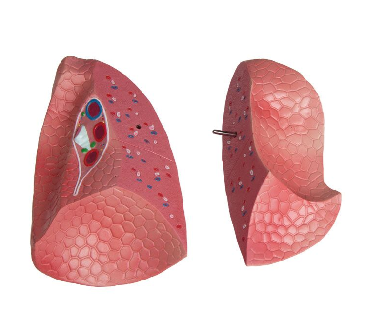 Organy i narządy 3B Scientific B235