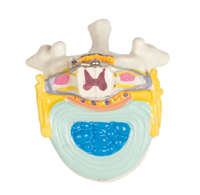 Organy i narządy 3B Scientific B235