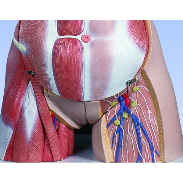 Organy i narządy 3B Scientific B40