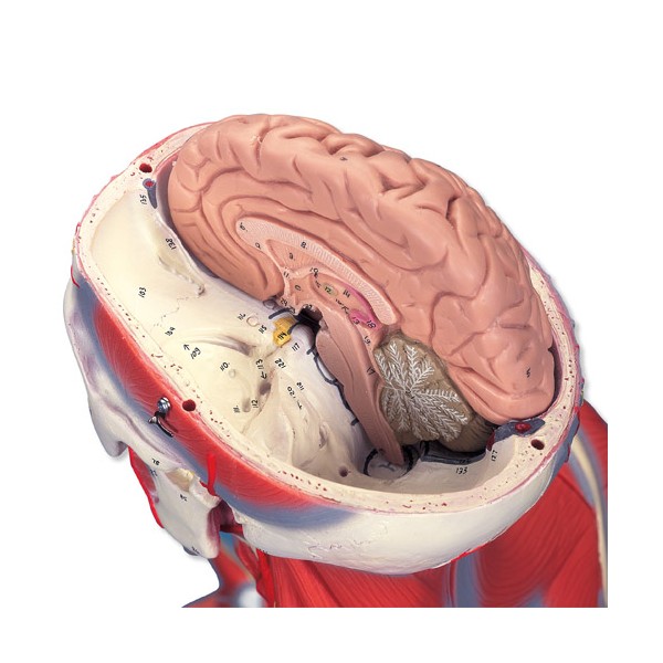 Organy i narządy 3B Scientific B50