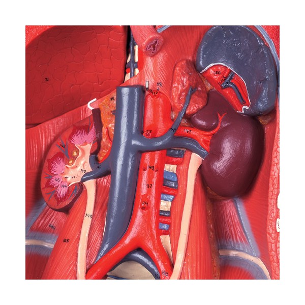 Organy i narządy 3B Scientific B50