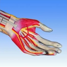 Organy i narządy 3B Scientific B53