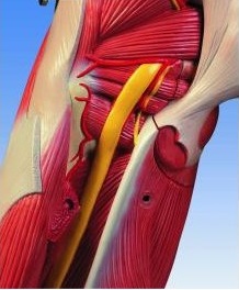 Organy i narządy 3B Scientific B53
