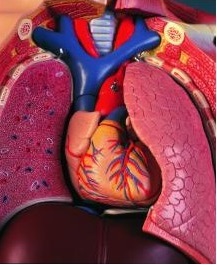 Organy i narządy 3B Scientific B53