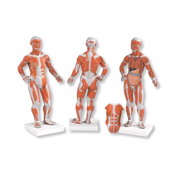 Organy i narządy 3B Scientific B59