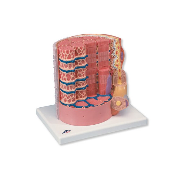 Organy i narządy 3B Scientific B60