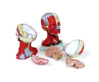 Organy i narządy 3B Scientific C05