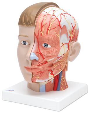 Organy i narządy 3B Scientific C07