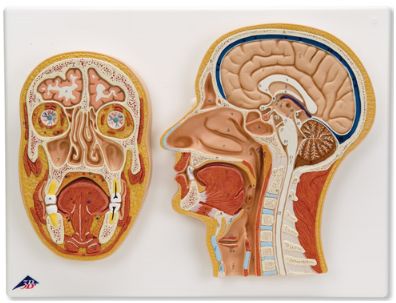 Organy i narządy 3B Scientific C13