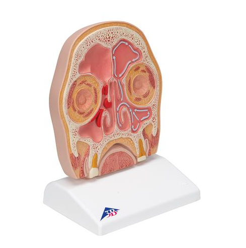 Organy i narządy 3B Scientific C13/1