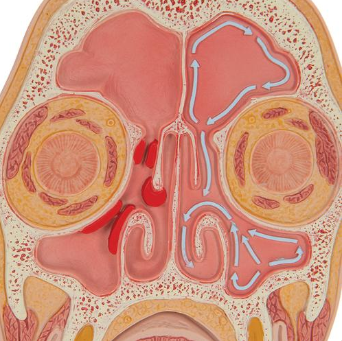 Organy i narządy 3B Scientific C13/1